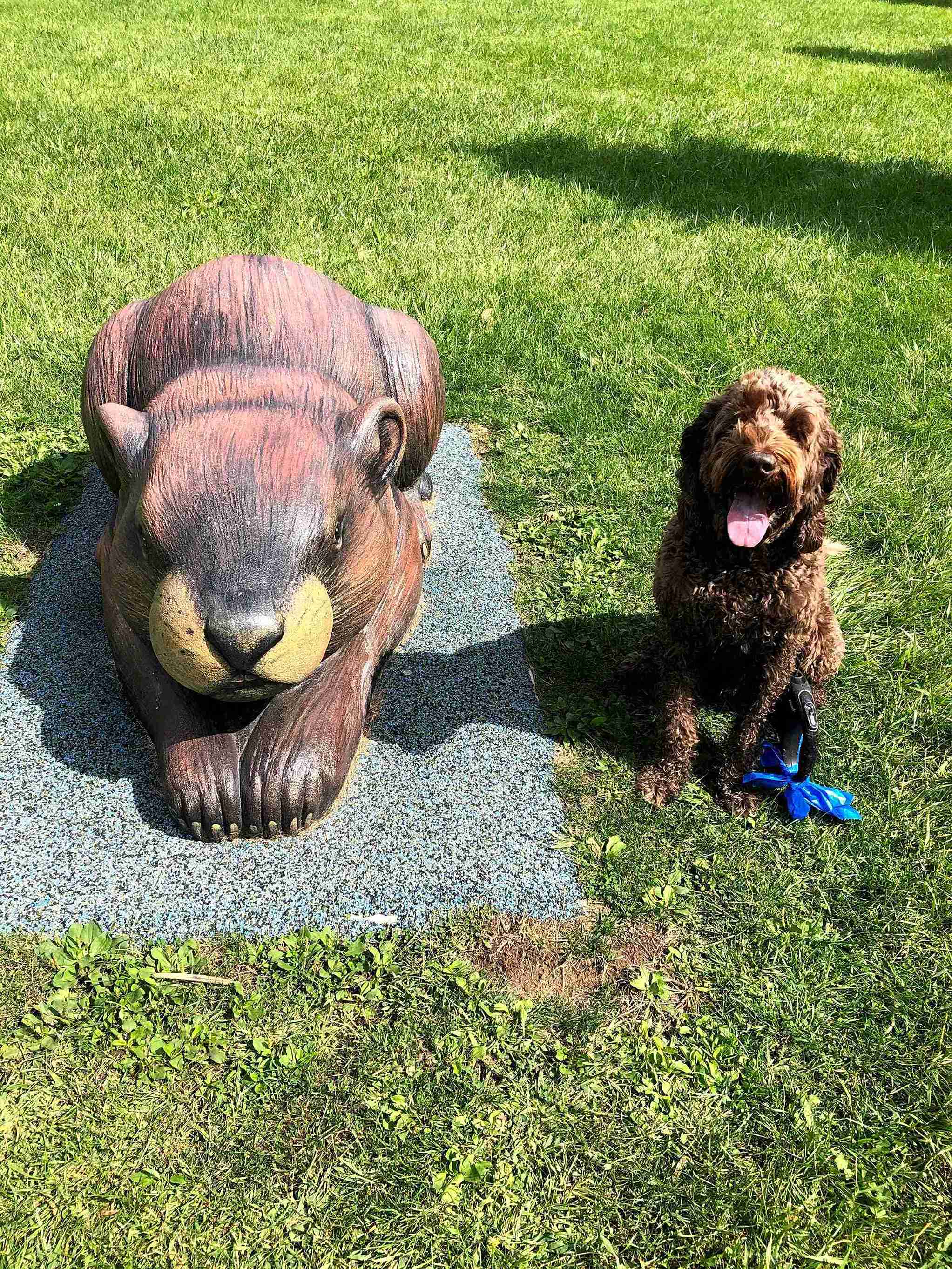 Brown Labradoodle sitting next to a statue.