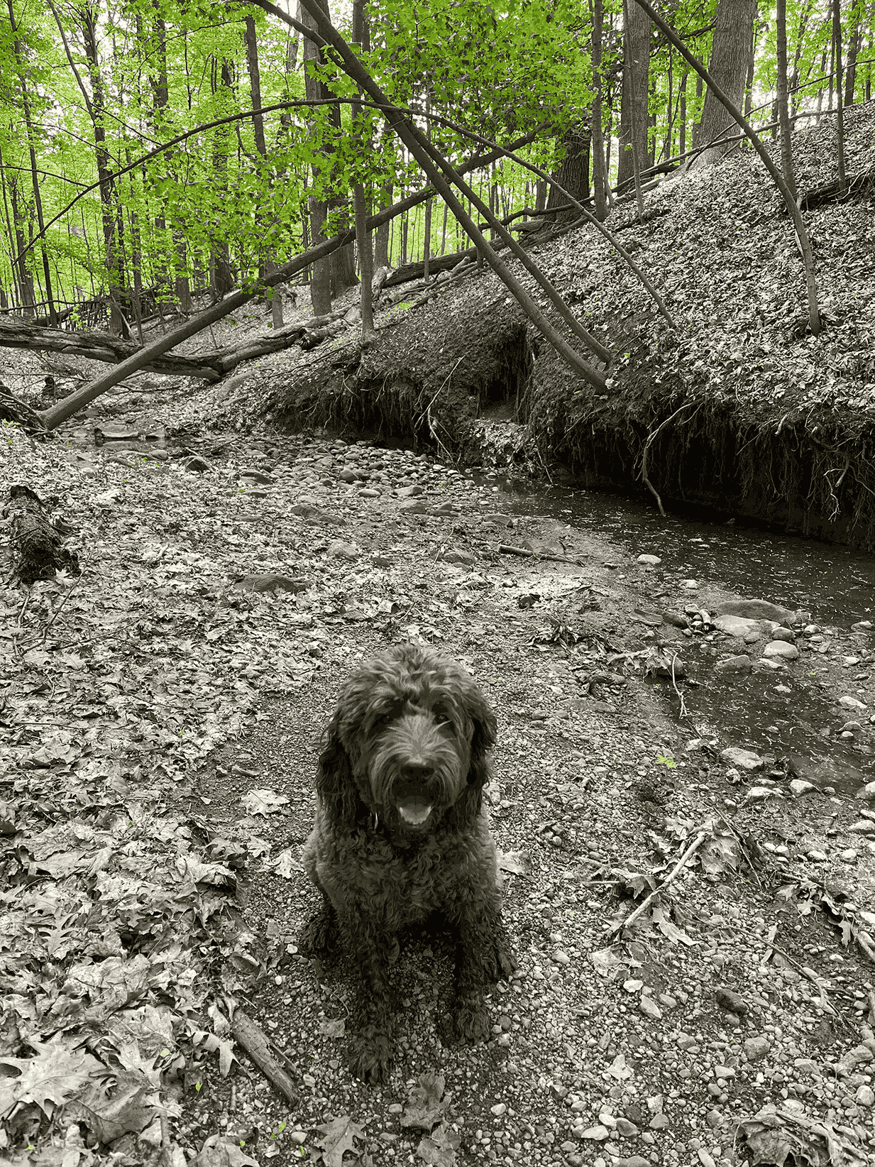 Brown labradoodle sitting near a stream in a wooded setting