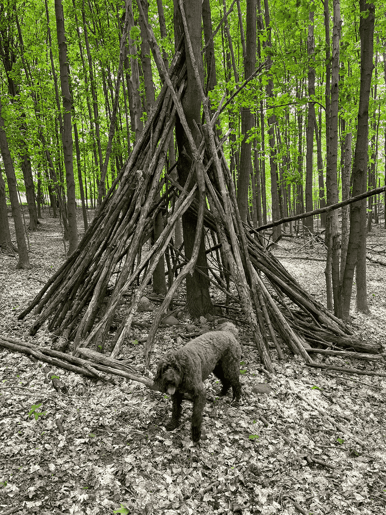 Brown labradoodle posing in front of a makeshift fort made of branches