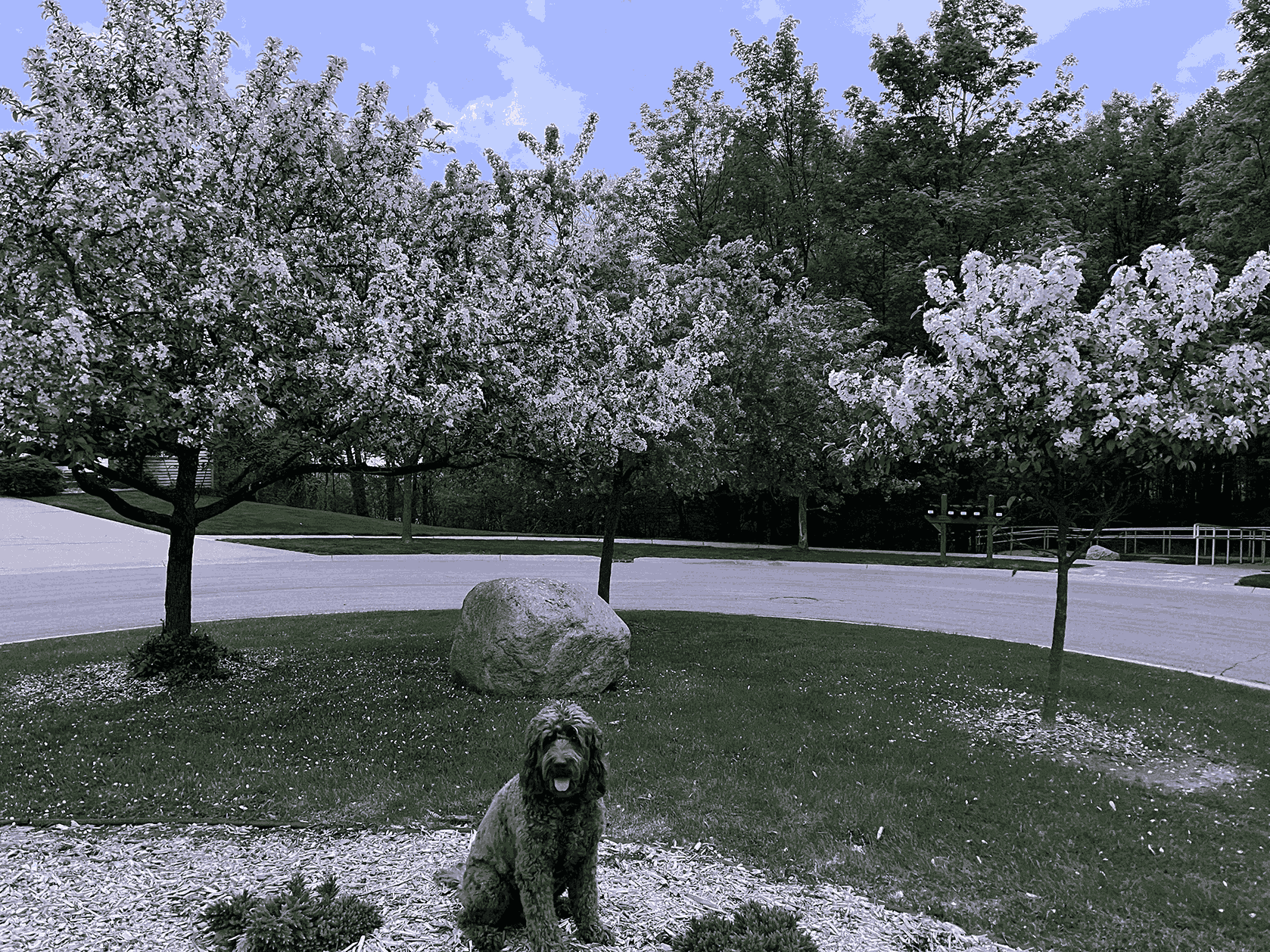 Brown labradoodle sitting in front of white and purple blooming  trees