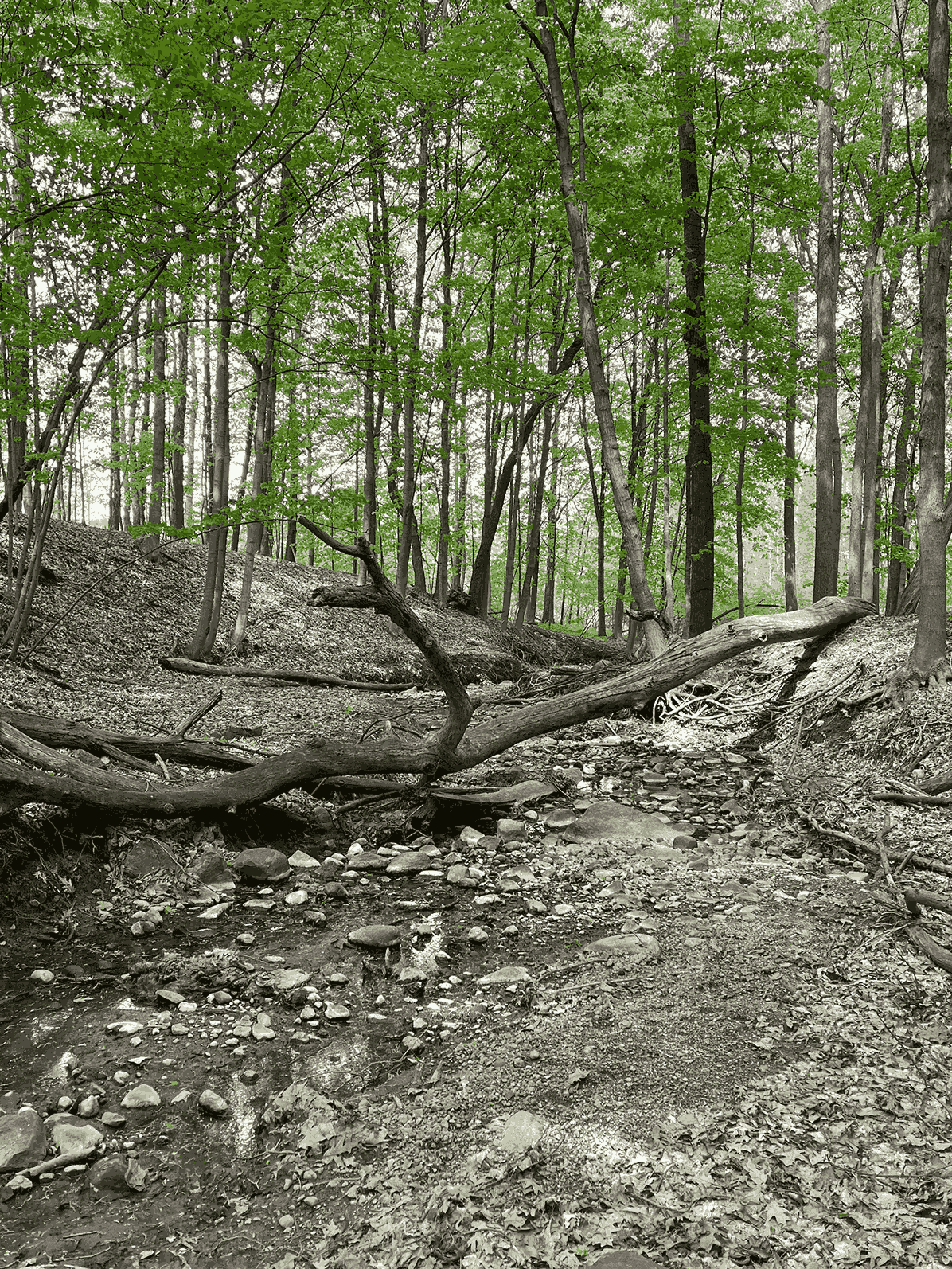 A downed tree crossign a stream