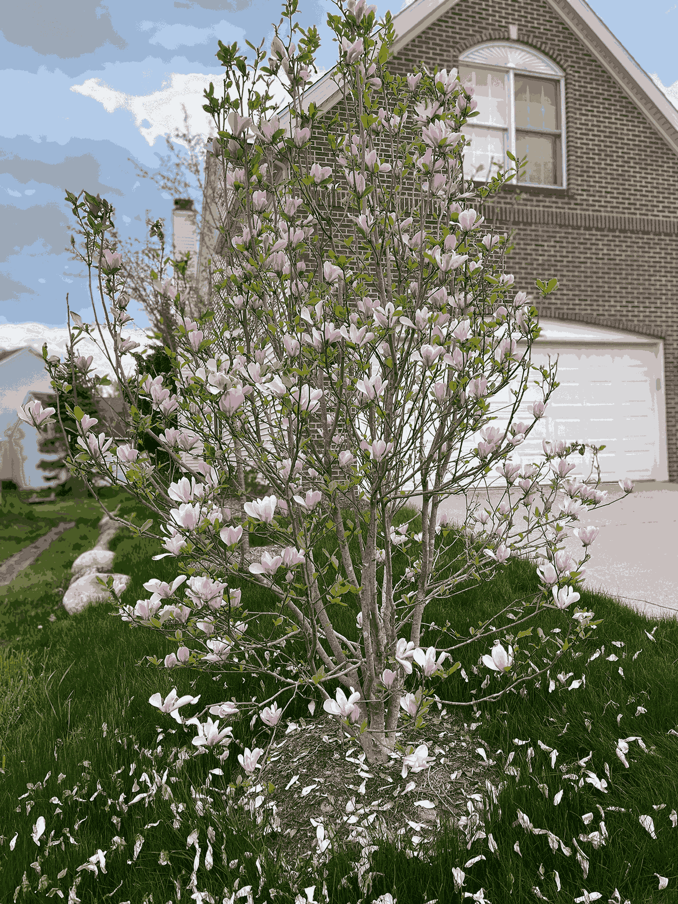 A purple tulip tree that is beginning to shed its petals