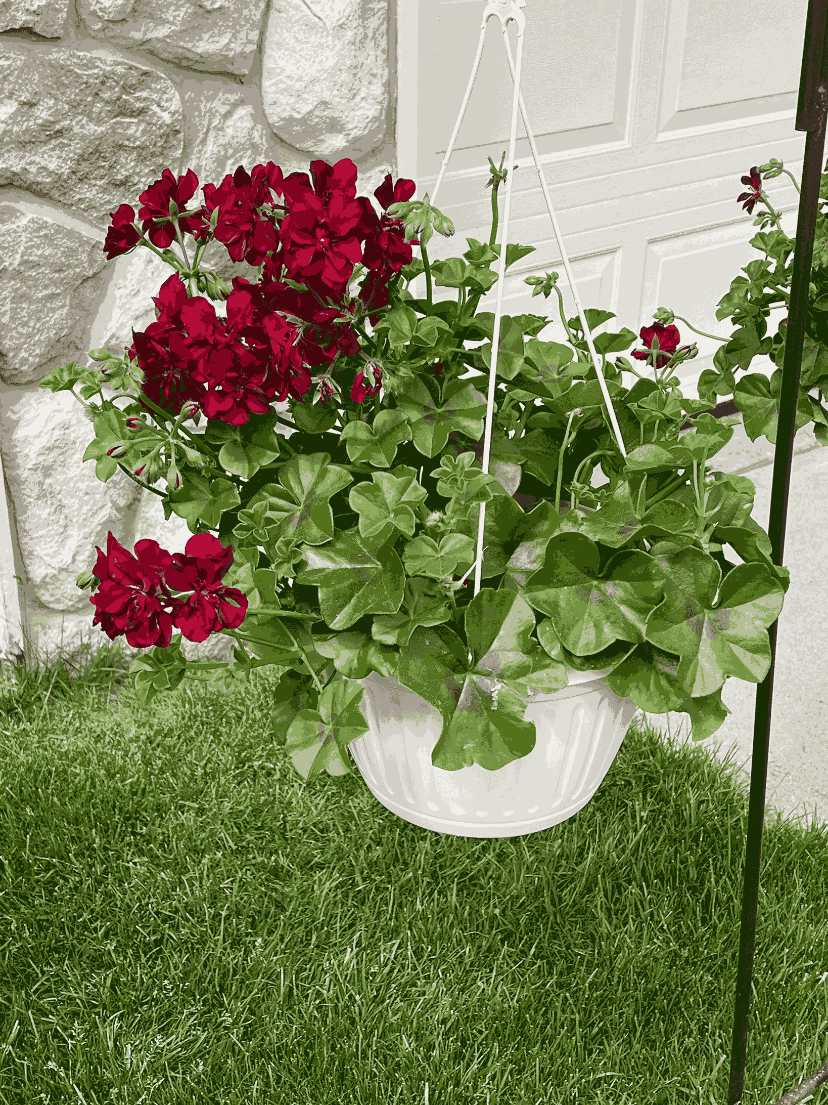 Red and green plants in a decorative hanging basket