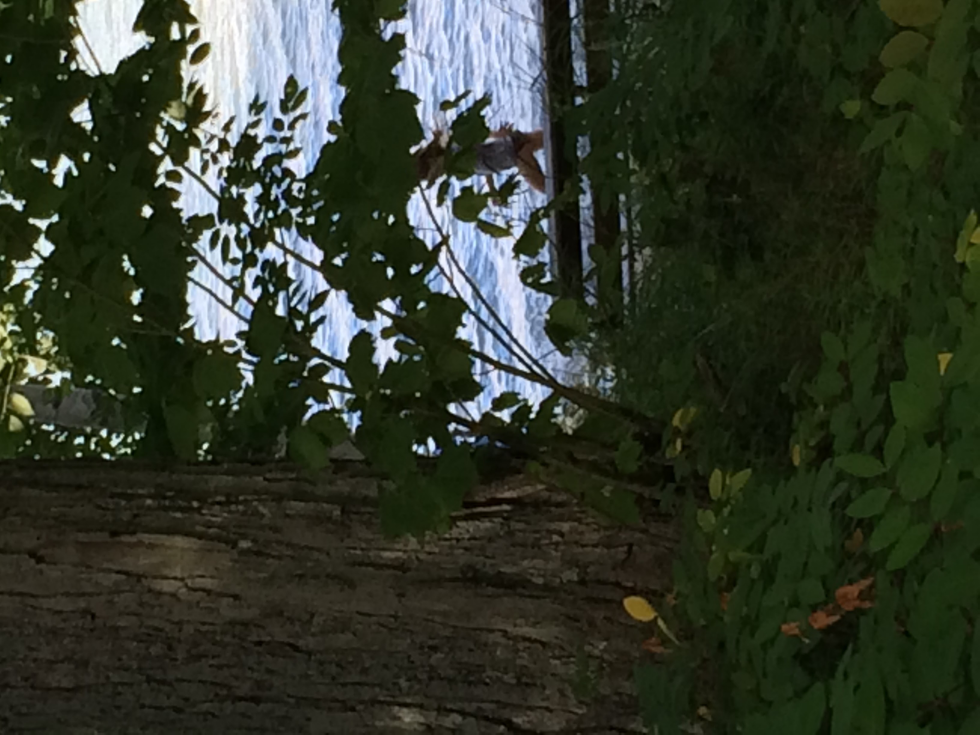 A glimpse of a child running along a lake obscured by branches