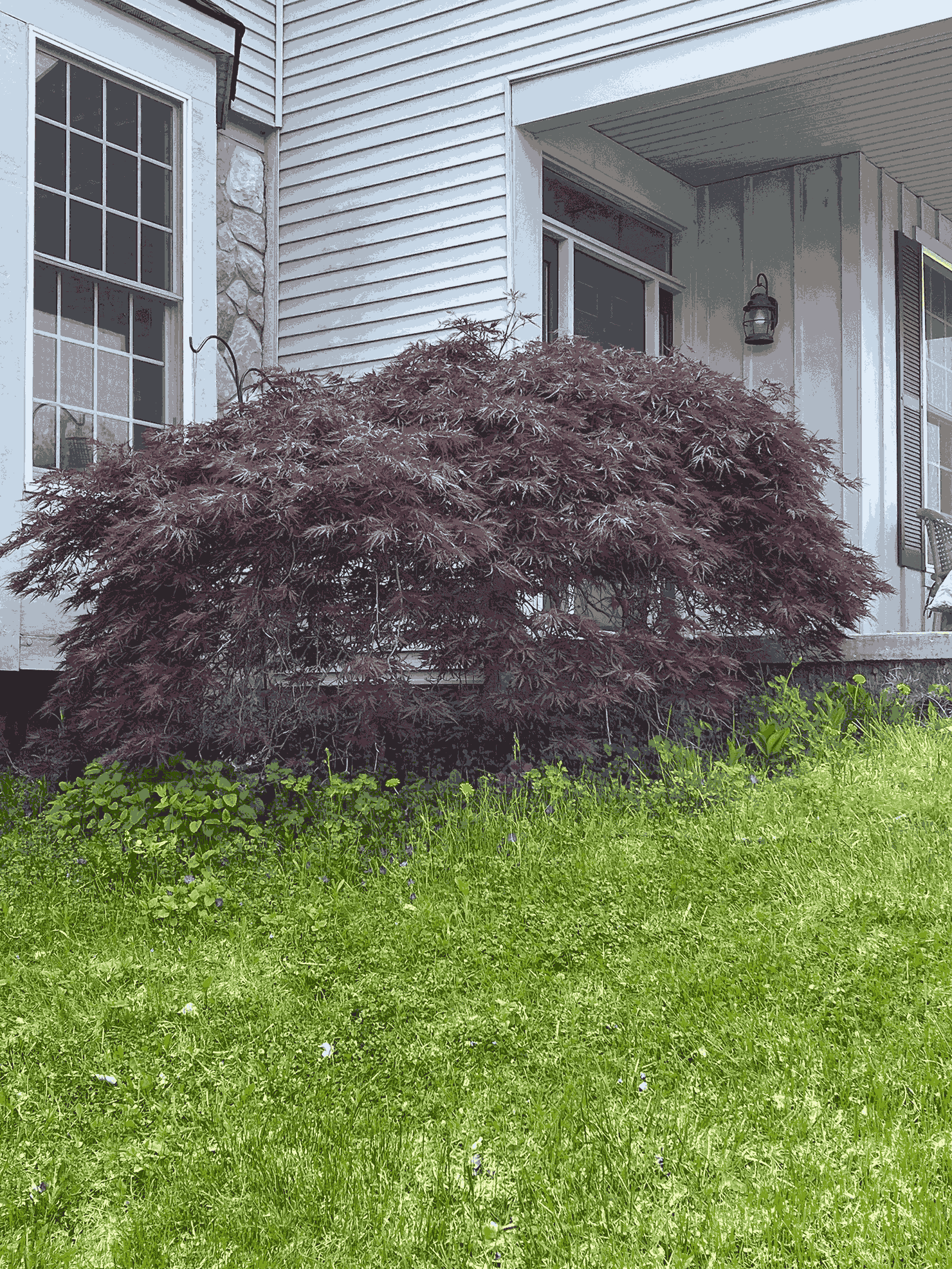 A small Japanese maple tree in front of a putple door