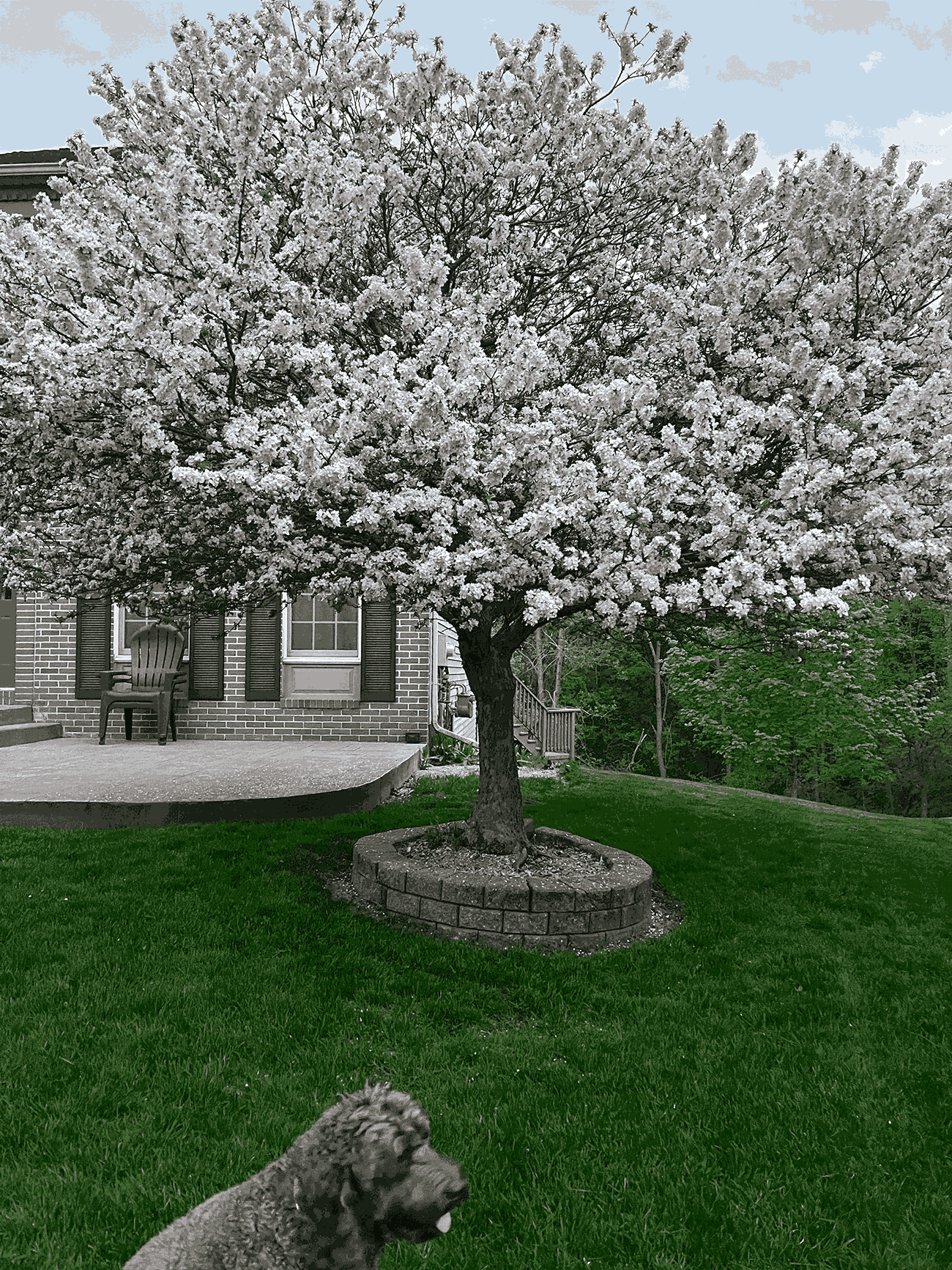 Brown labradoodle sitting in front of tree blooming with white petals