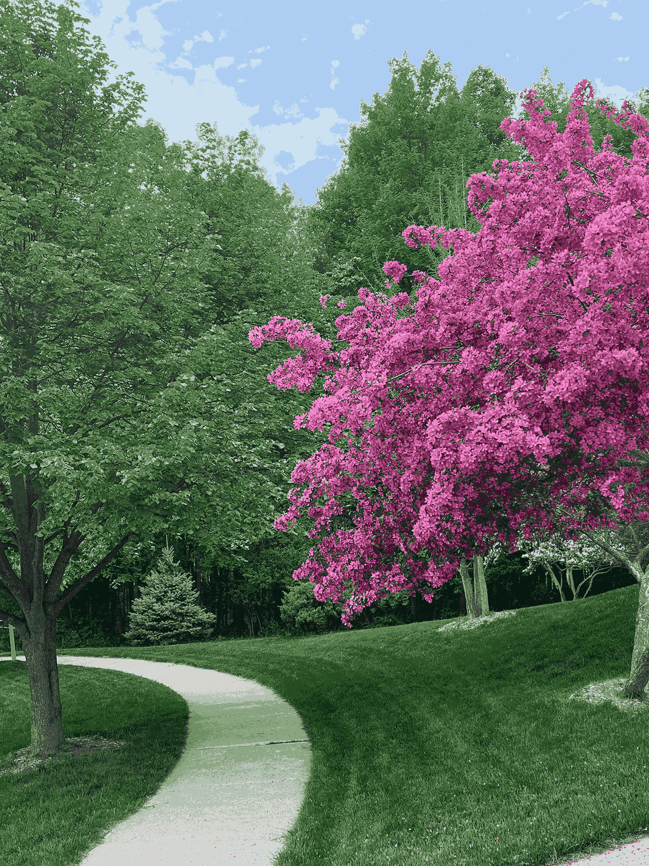 A purple tree stands in contrast to the green leaved trees along a bend in the road