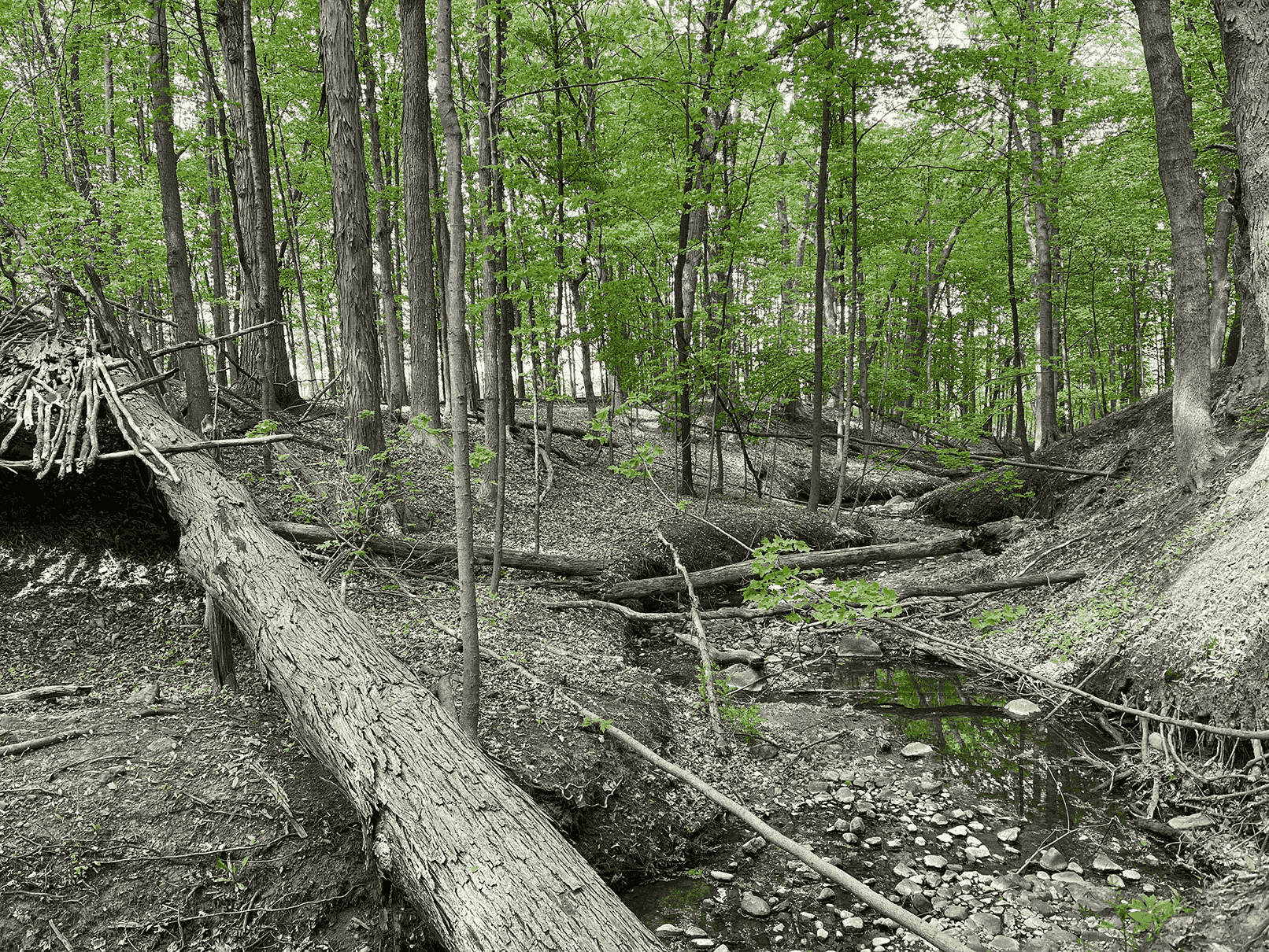 A small fort made of branches