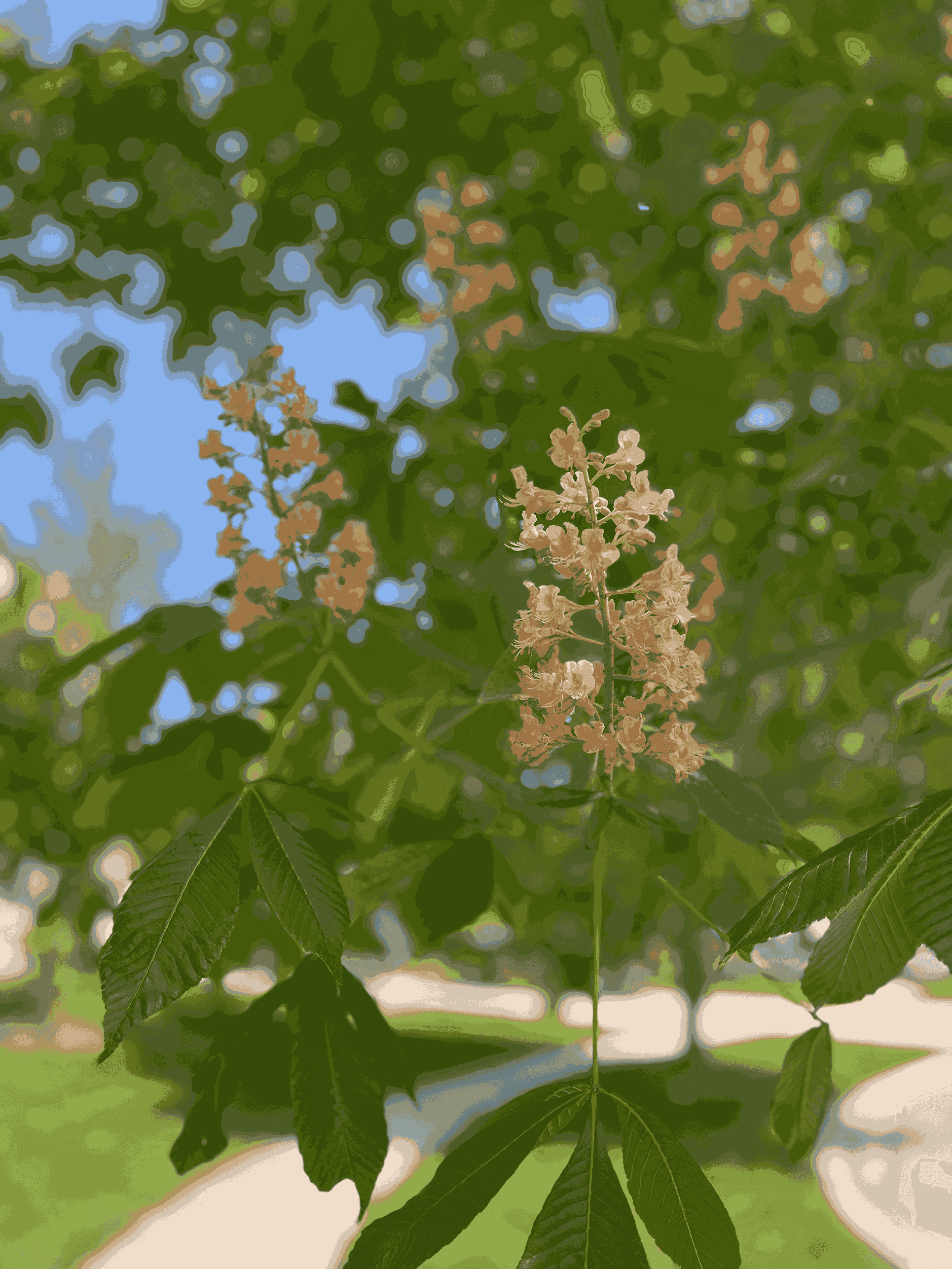 Small pink blossoms on an otherwise green leaved tree