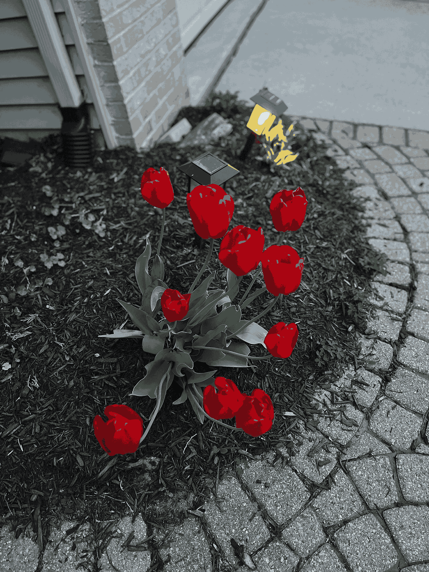 Bright red tulips in front of a garden light