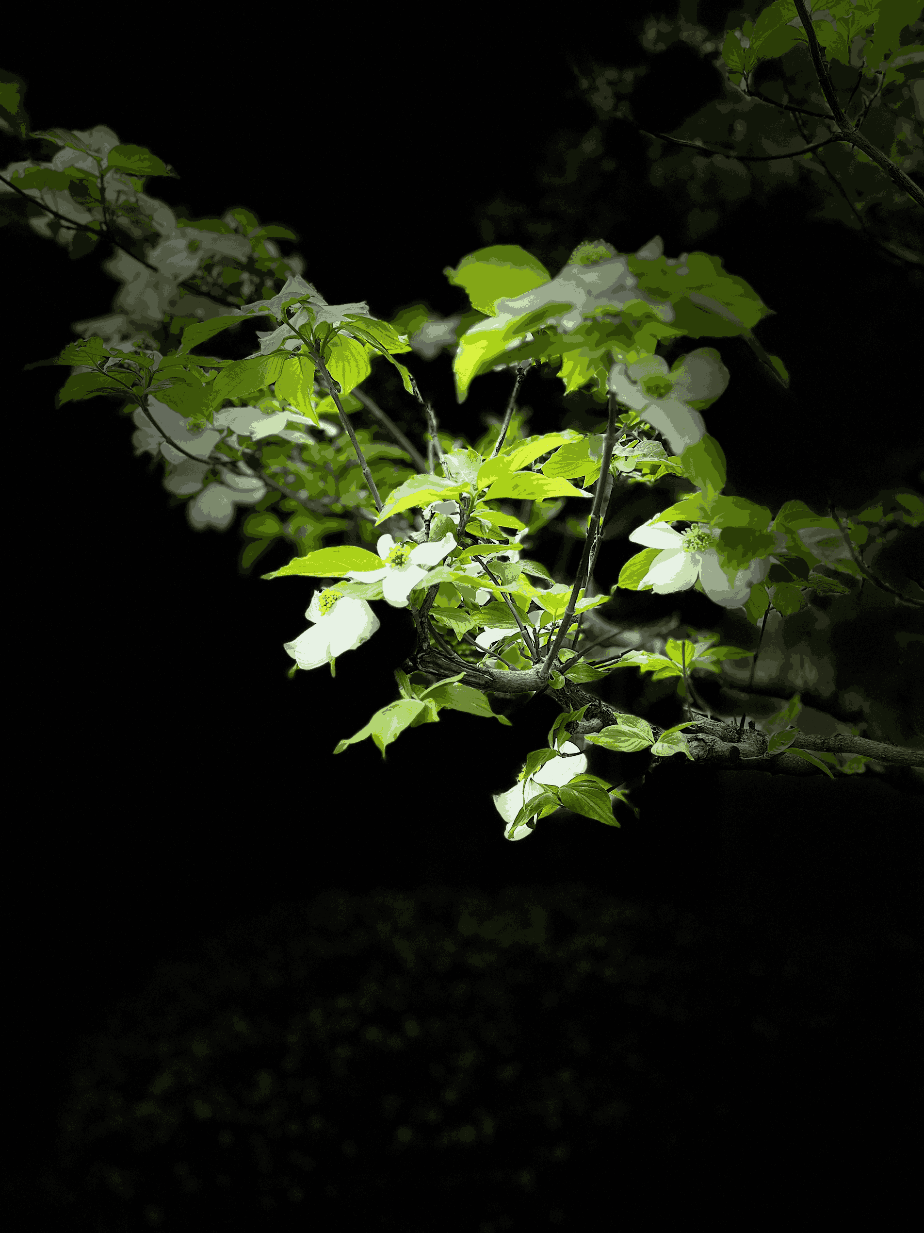 Artsy shot of white blooms on a green tree with a dark background